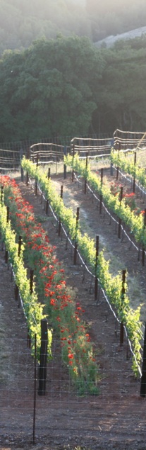 Aerial view of the vineyard