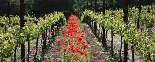 The vineyard in the spring with red poppies between the rows