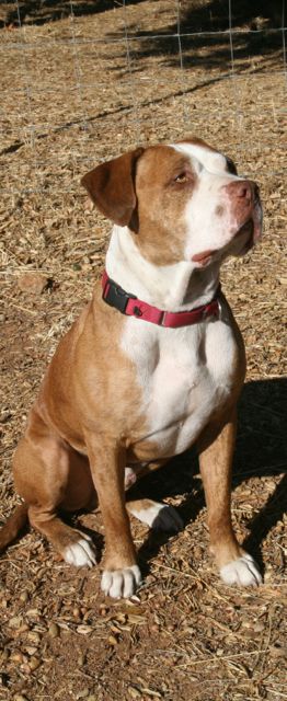 Cosmo, our friendly wine dog